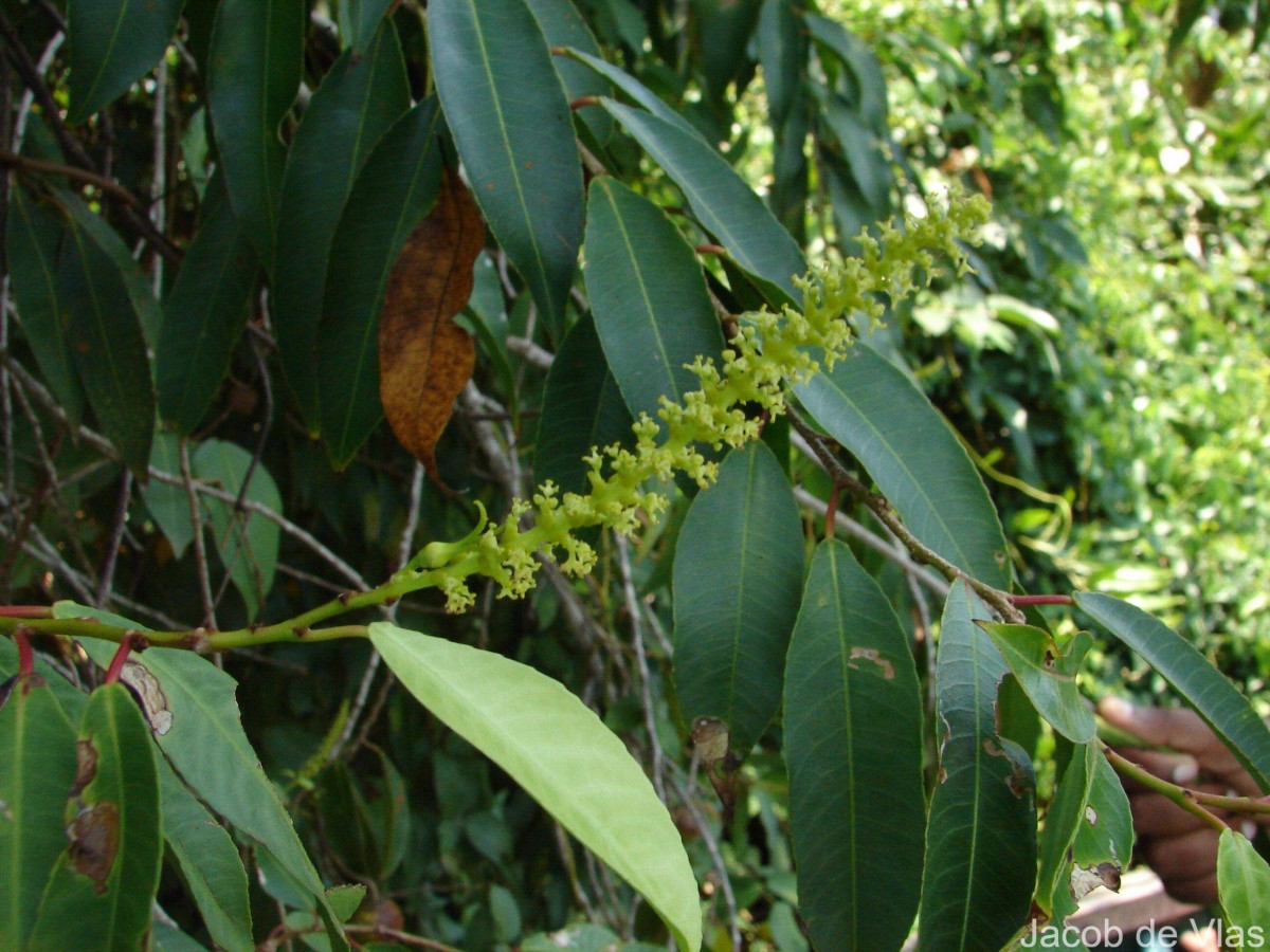 Shirakiopsis indica (Willd.) Esser